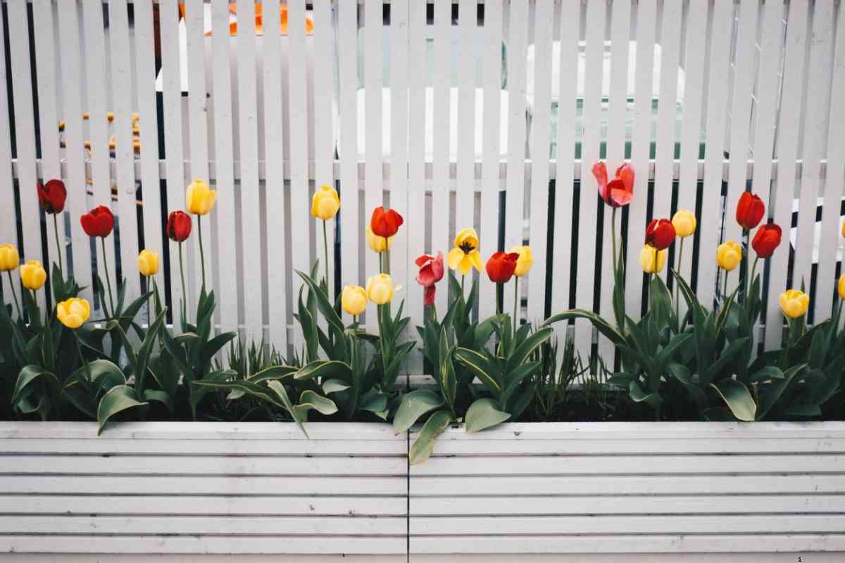 Garden Fence